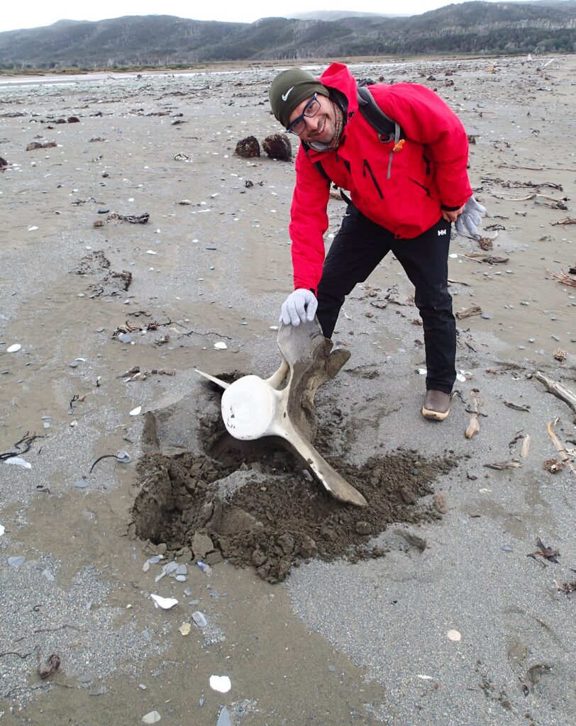 Whale bone along the beach!