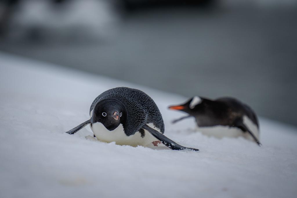 Two penguins on a snowy surface in Antarctica, one sliding on its belly and the other standing upright.