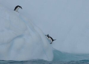 Two penguins on an iceberg, with one penguin in mid-air jumping or sliding down the iceberg, set against a light blue sky and partially submerged in the ocean.