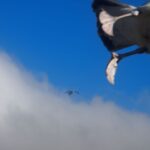 Albatross in flight with clear blue sky and clouds in the background.